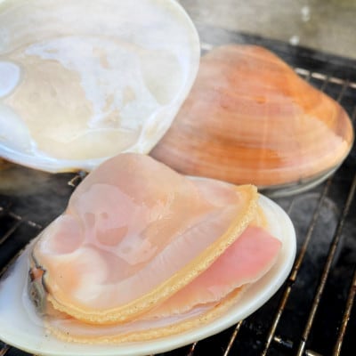 九十九里産　活はまぐり　約1.5kg
