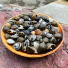 九十九里産!釜茹で「ながらみ」1.2kg(小分け包装済み)