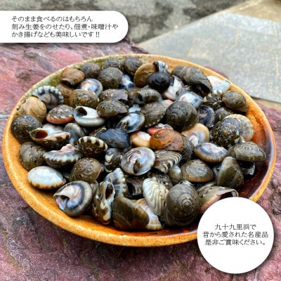 九十九里産!釜茹で「ながらみ」1kg