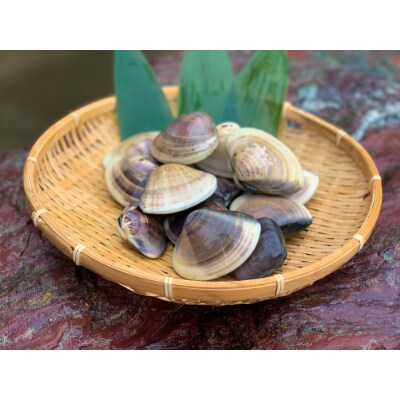 九十九里産 活はまぐり 約3 1kg お礼品詳細 ふるさと納税なら さとふる