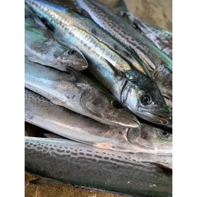 獲れたてをお届け!船上活け〆釣り鰆(1尾3-4キロ)