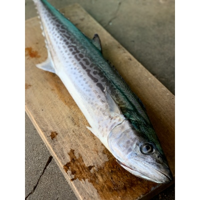 獲れたてをお届け!船上活け〆釣り鰆(1尾3-4キロ)