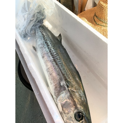 獲れたてをお届け!船上活け〆釣り鰆(1尾3-4キロ)