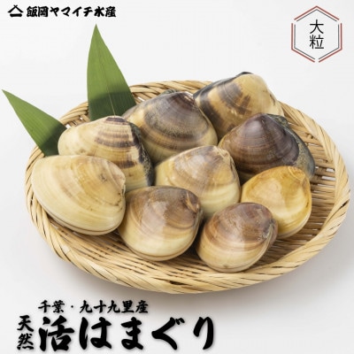 九十九里産　大粒活はまぐり　約5kg