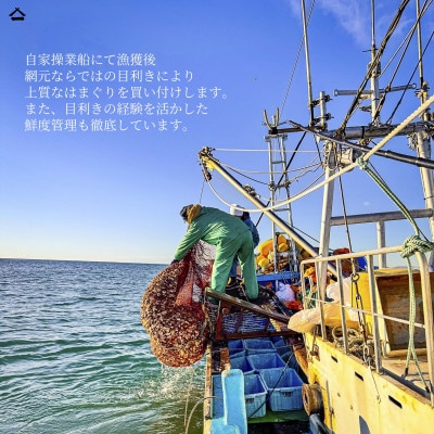 九十九里産　大粒活はまぐり　約1kg