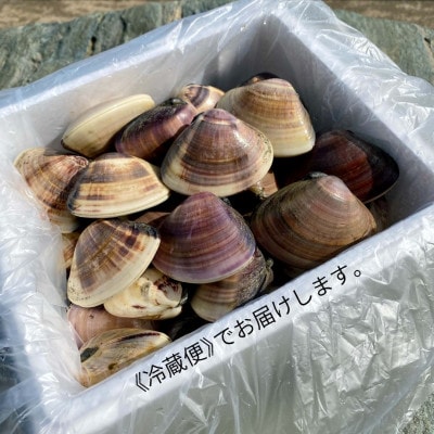 九十九里産　活はまぐり　約5kg
