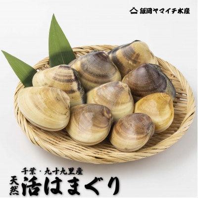 九十九里産　活はまぐり　約1kg