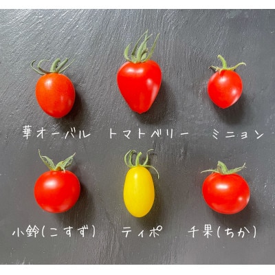 食卓に笑顔を!4種のミニトマト食べ比べセット3kg(750g×4袋)