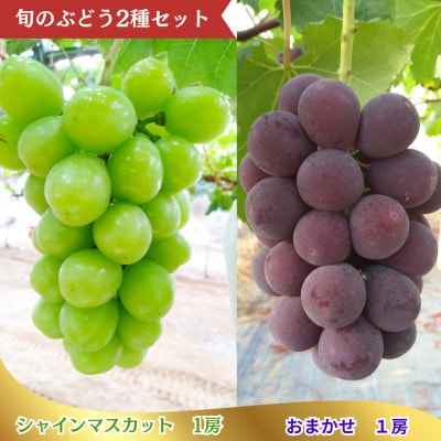 【旬のおまかせぶどうセット】シャインマスカット1房とおまかせぶどう1房　計2房(約1.2kg)
