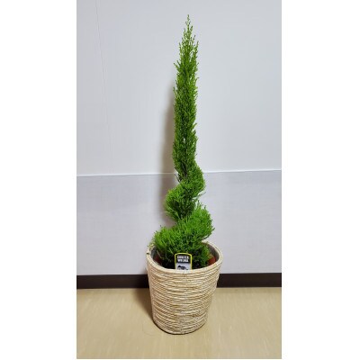 ゴールドクレストウイルマ　ラセン仕立て　籠付き
