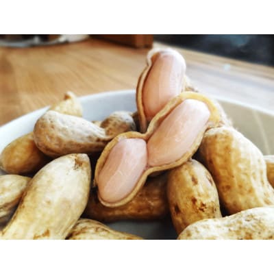 【2024年09月上旬以降順次発送】千葉県産　生おおまさり　1.5kg　