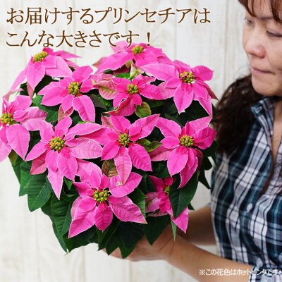 寒い季節にお部屋を彩る プリンセチア (八重咲きオペラ)鉢植え 5号サイズ