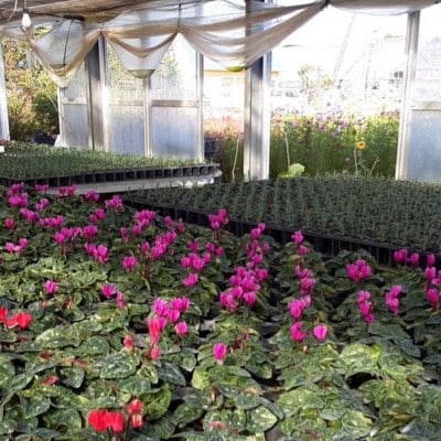 大きくてカラフルなガーデンシクラメンの寄せ植え プランター 10株植え
