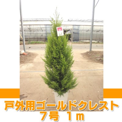 ゴールドクレスト(戸外用) 7号鉢　高さ:約1メートル 【クリスマスツリー シンボルツリー】