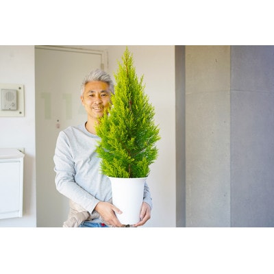 ゴールドクレスト(戸外用) 7号鉢　高さ:約1メートル 【クリスマスツリー シンボルツリー】