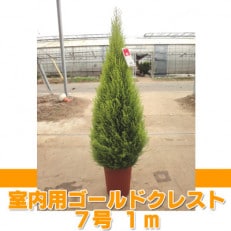 ゴールドクレスト ウィルマ(室内用)7号鉢 高さ:約80~90センチ 【クリスマスツリー】