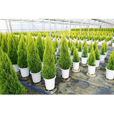 ゴールドクレスト　ウィルマ(室内用)7号鉢　高さ:約80～90センチ 【クリスマスツリー】