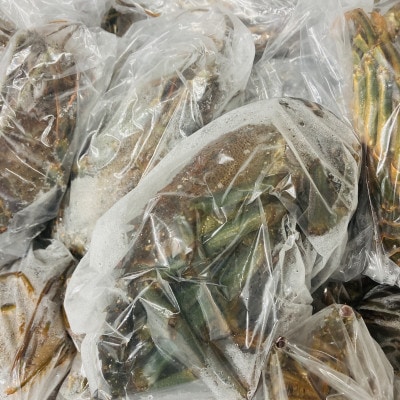 活〆冷凍伊勢海老 1匹(700～800g) お刺身可