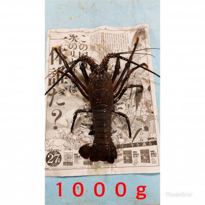 活〆冷凍伊勢海老 1匹(900～1000g) お刺身可 数量限定