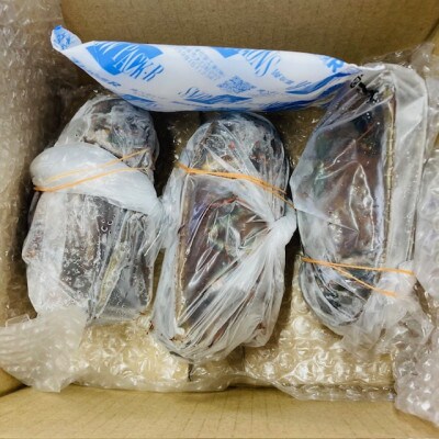 活〆冷凍伊勢海老 　300-600g4匹　約2kg分 お刺身可!