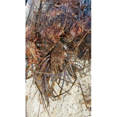 活伊勢海老 　400-600g2匹　約1kg分