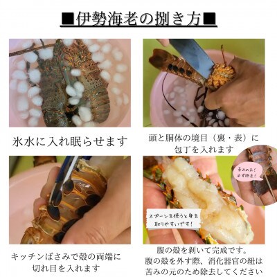 活伊勢海老 　400-600g2匹　約1kg分