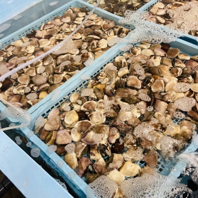 千葉県産 液体冷凍(-35度)はまぐり　1個60-90g 約2kg(約500g×4P)　