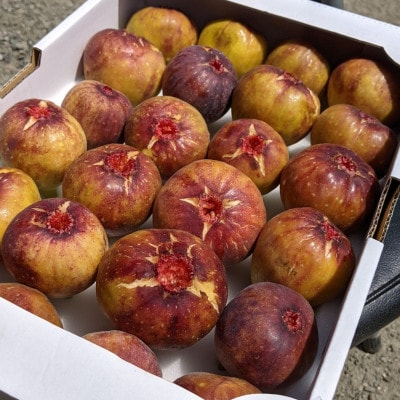じぃじのいちじく　約1.5kg