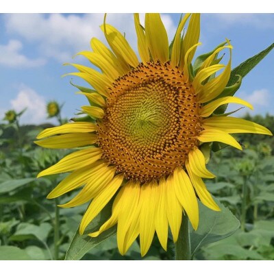 栽培期間中農薬不使用　様々な料理に使えるひまわり油(200ml×3本)