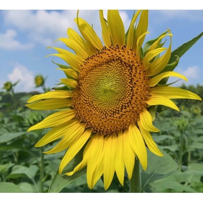 【毎月定期便】栽培期間中農薬不使用　様々な料理に使えるひまわり油(200ml×1本)全6回