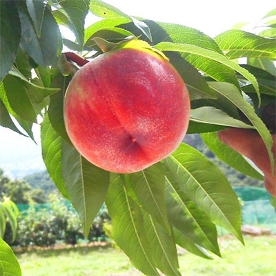“フルーツ王国”山梨県産朝採り桃　約2kg