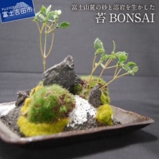 和モダン　創作　苔BONSAI  (大)〈角皿・古瀬戸〉 | ふるさと納税のお礼品