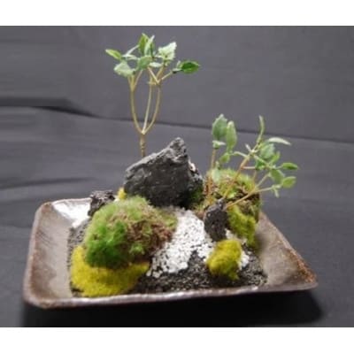 和モダン　創作　苔BONSAI  (大)〈角皿・古瀬戸〉