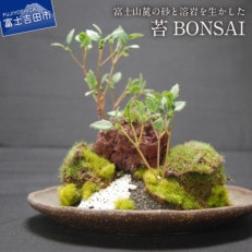 和モダン　創作　苔BONSAI　(大)〈丸皿・古瀬戸〉 | ふるさと納税のお礼品