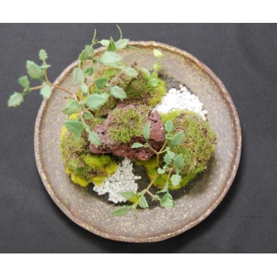 和モダン　創作　苔BONSAI　(大)〈丸皿・古瀬戸〉