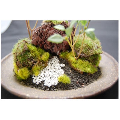 和モダン　創作　苔BONSAI　(大)〈丸皿・古瀬戸〉