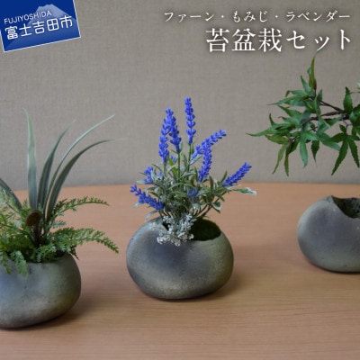 和モダン　苔盆栽セット(ファーン・もみじ・ラベンダー)