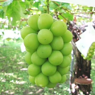 【さとふる限定】果樹王国 やまなし から シャインマスカット約3kg(4～7房)