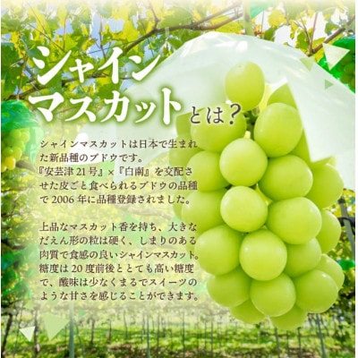 池田青果のパックシャインマスカット 1.2kg(3～4パック)