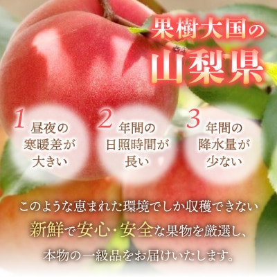 【発送月固定定期便】【2025年先行受付】山梨朝どれ桃2kg(白鳳系・白桃系)全2回