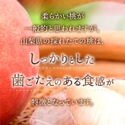 【発送月固定定期便】【2025年先行受付】山梨朝どれ桃2kg(白鳳系・白桃系)全2回