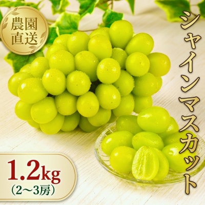 【全房糖度計測】糖度18度以上のみ出荷 シャインマスカット1.2kg(2〜3房)2026年発送