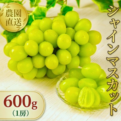 【全房糖度計測】糖度18度以上のみ出荷 シャインマスカット600g(1房)2026年8月〜9月発送