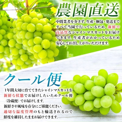 【2024年8月上旬より順次発送】【訳あり】農園直送!シャインマスカット約1kg