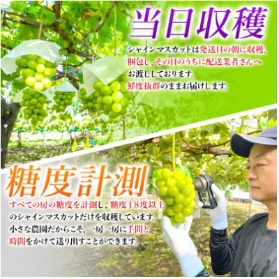 【2024年8月上旬より順次発送】【訳あり】農園直送!シャインマスカット約1kg