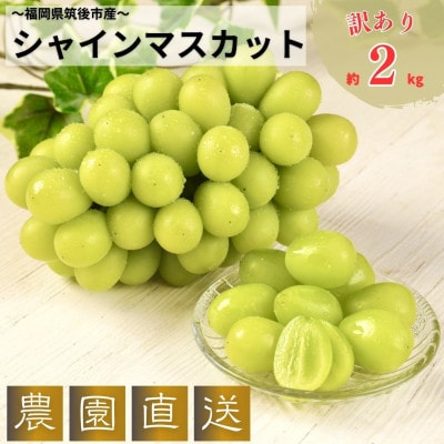 【2024年8月上旬より順次発送】【訳あり】農園直送!シャインマスカット約2kg