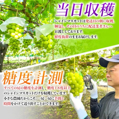 【2024年8月上旬より順次発送】【訳あり】農園直送!シャインマスカット約2kg