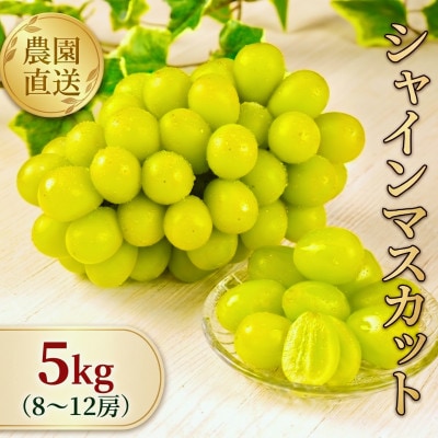 【全房糖度計測】糖度18度以上のみ出荷 シャインマスカット5kg(8〜12房)2026年発送
