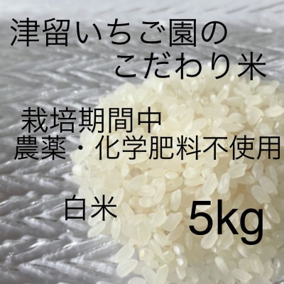 津留いちご園のこだわり米　栽培期間中　農薬・化学肥料不使用(ヒノヒカリ 白米 5kg)