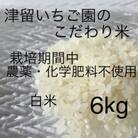 津留いちご園のこだわり米　栽培期間中　農薬・化学肥料不使用(ヒノヒカリ 白米 6kg)